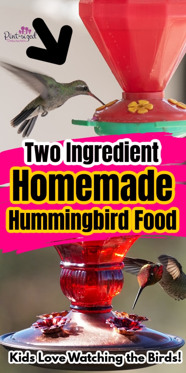 hummingbirds eating homemade food